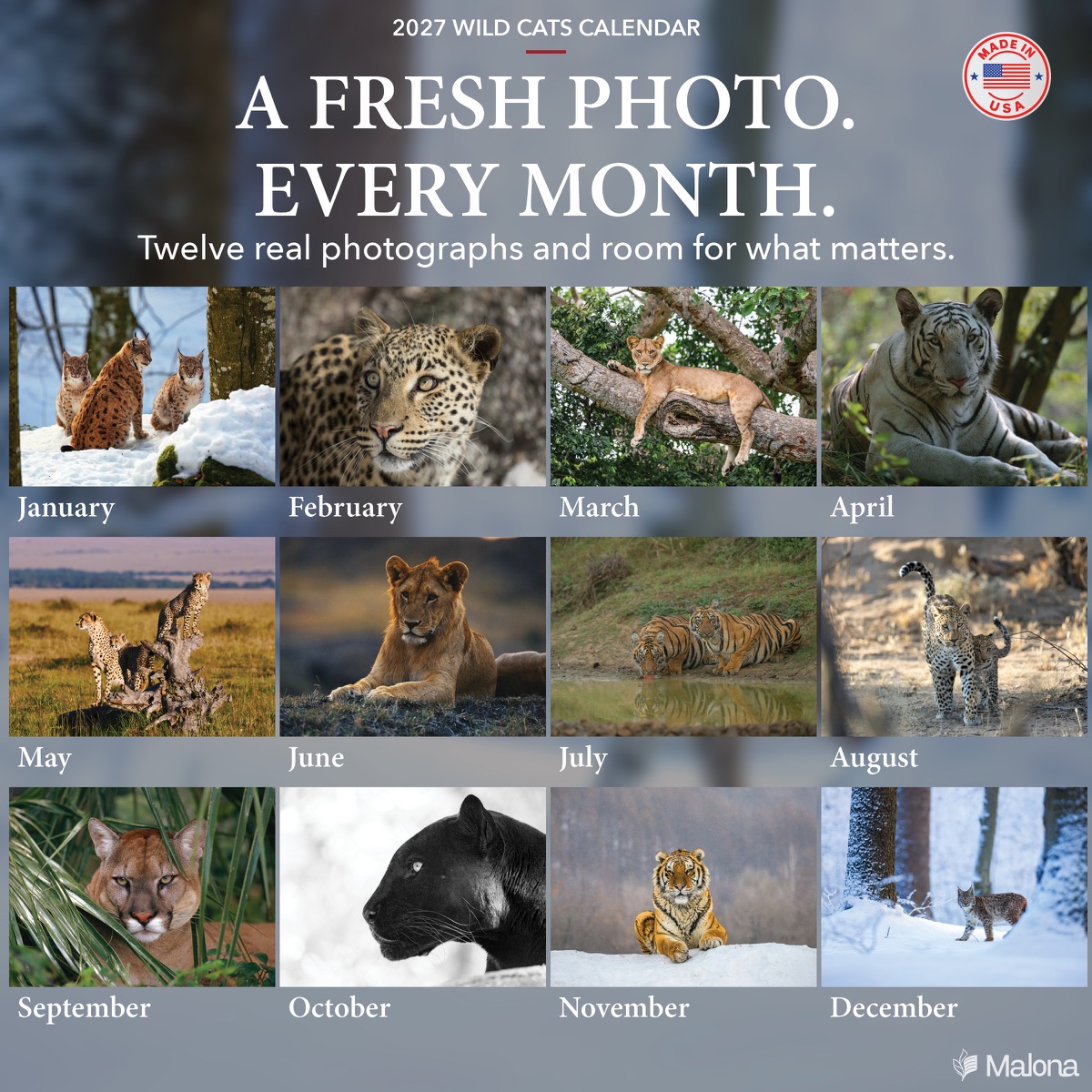 Twelve-month image preview of the 2027 Wild Cats Calendar calendar